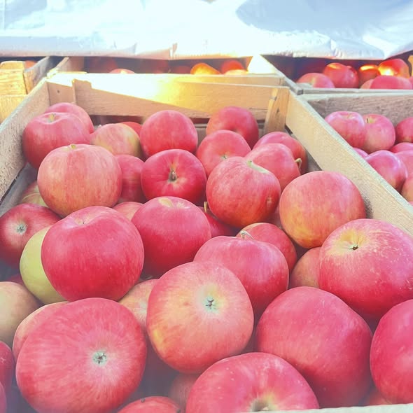 ვაშლი აიდარიდი