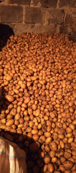 კარტოფილი