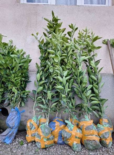 ციტრუსის ნერგები