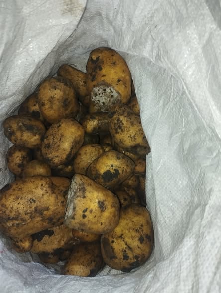 კარტოფილი