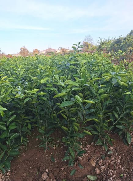 ციტრუსის ნერგები