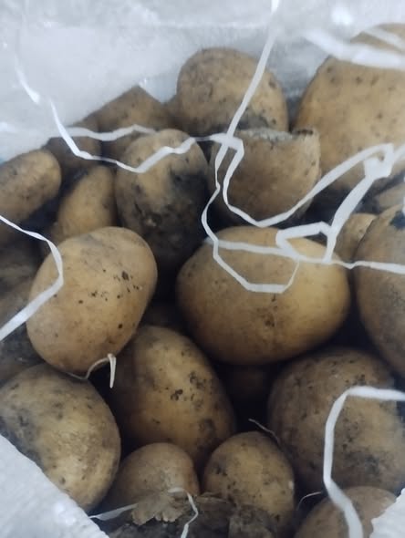 კარტოფილი