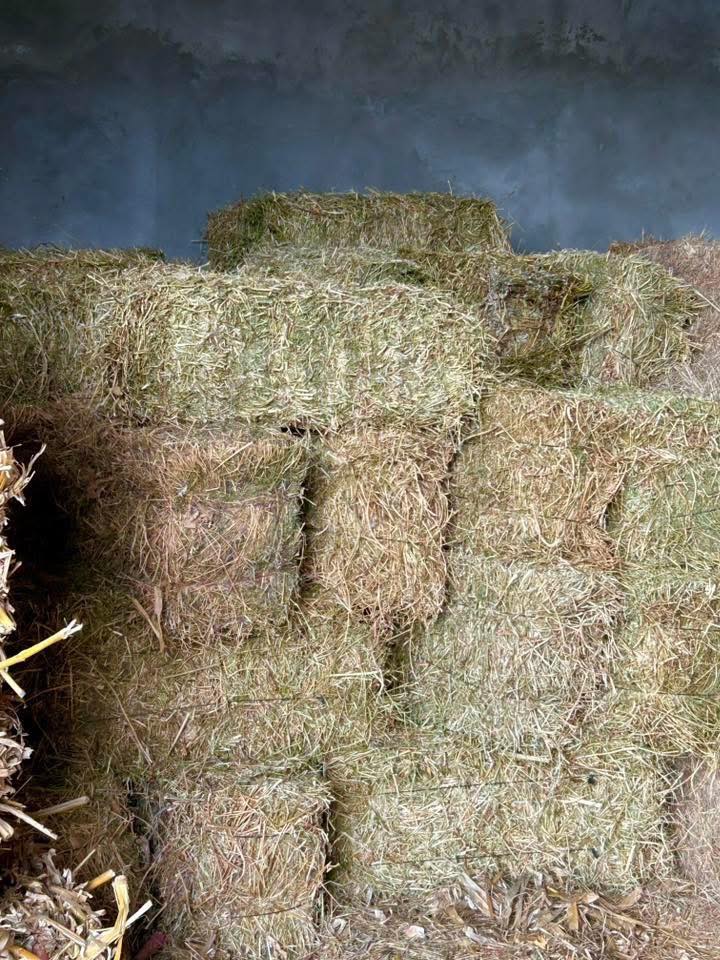 იონჯა, თივა