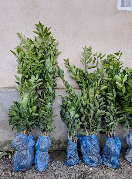 ციტრუსის ნერგები