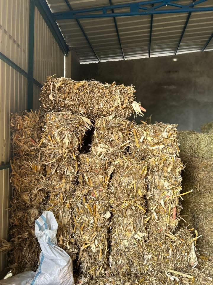 იონჯა, თივა