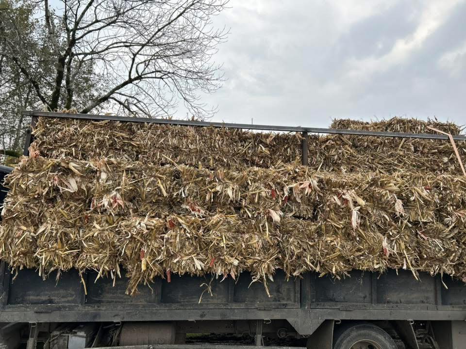 იონჯა, თივა