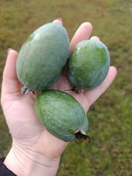 ციტრუსის ნერგები