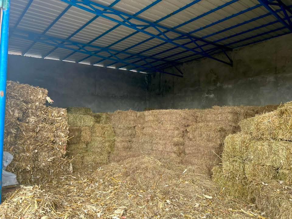 იონჯა, თივა