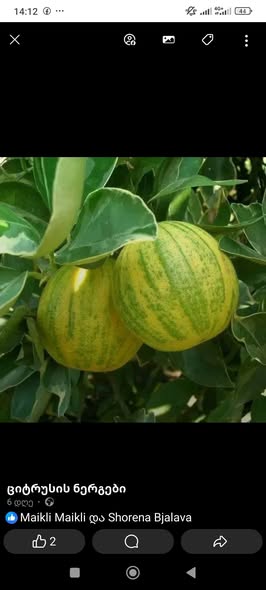 ციტრუსის ნერგები