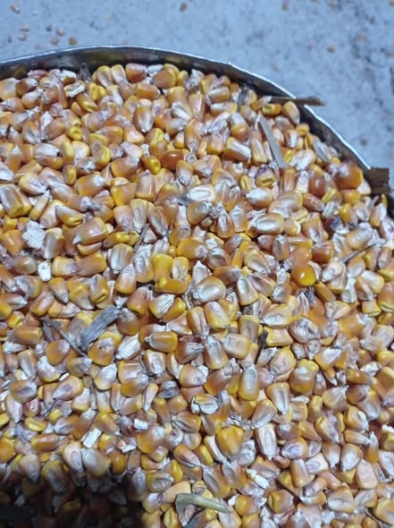 სიმინდი