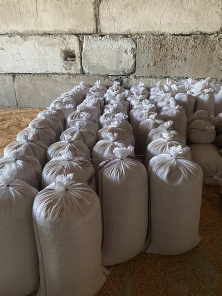 სიმინდი