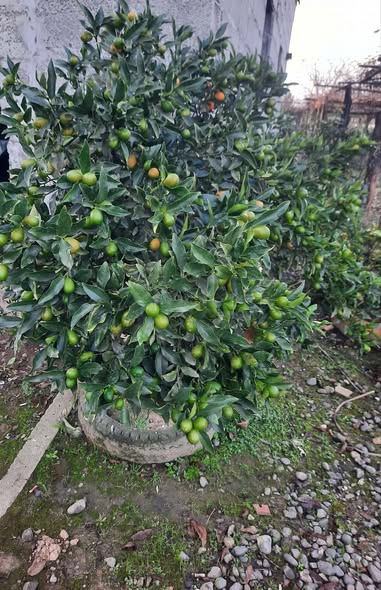 ციტრუსის ნერგები