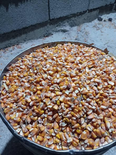 სიმინდი