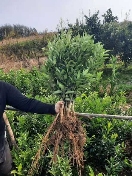 ციტრუსის ნერგები