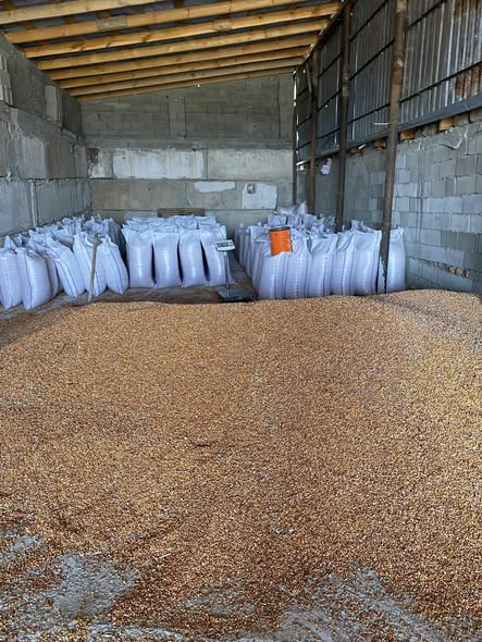 სიმინდი