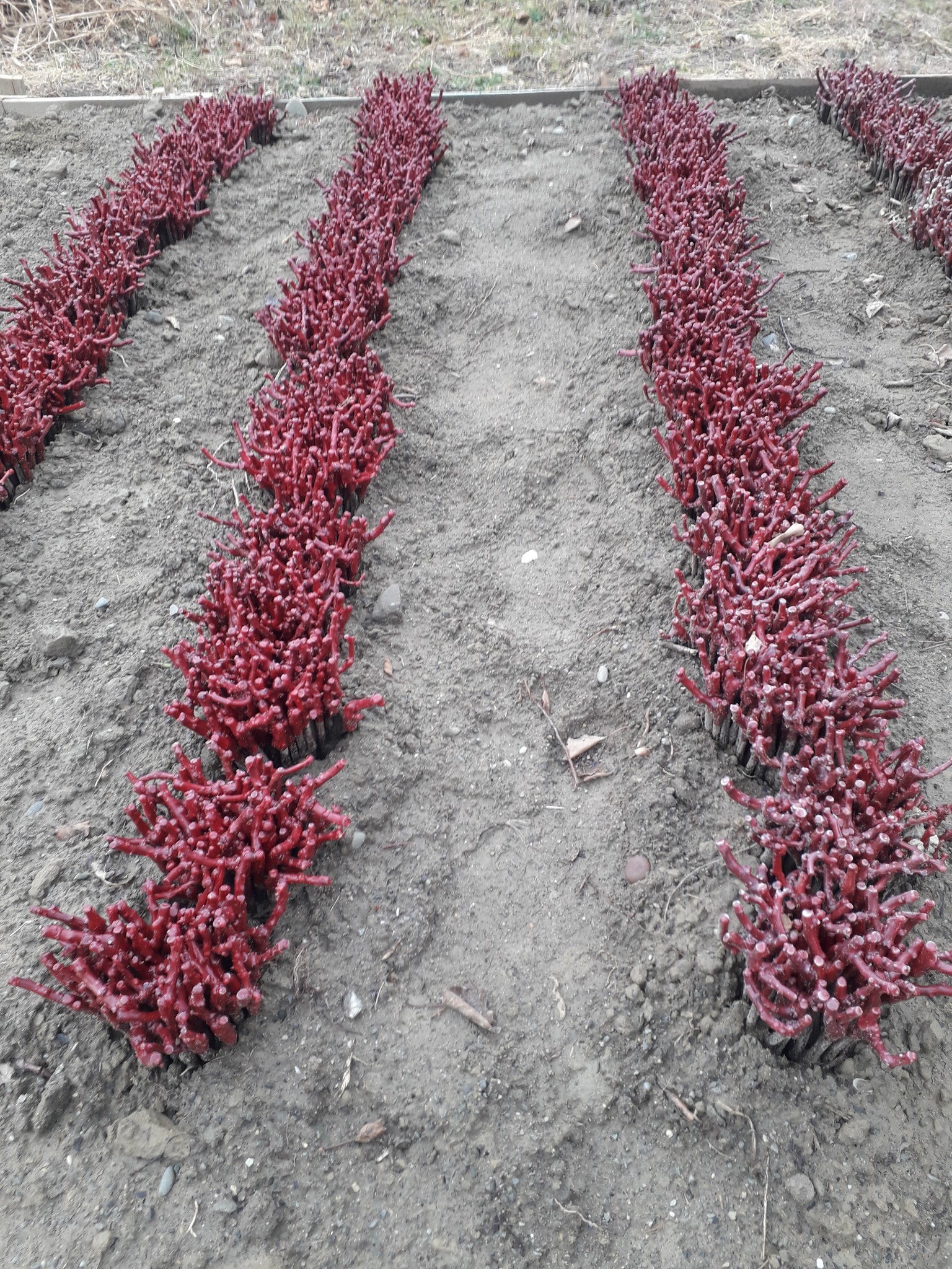 ყურძენი, ვაზი