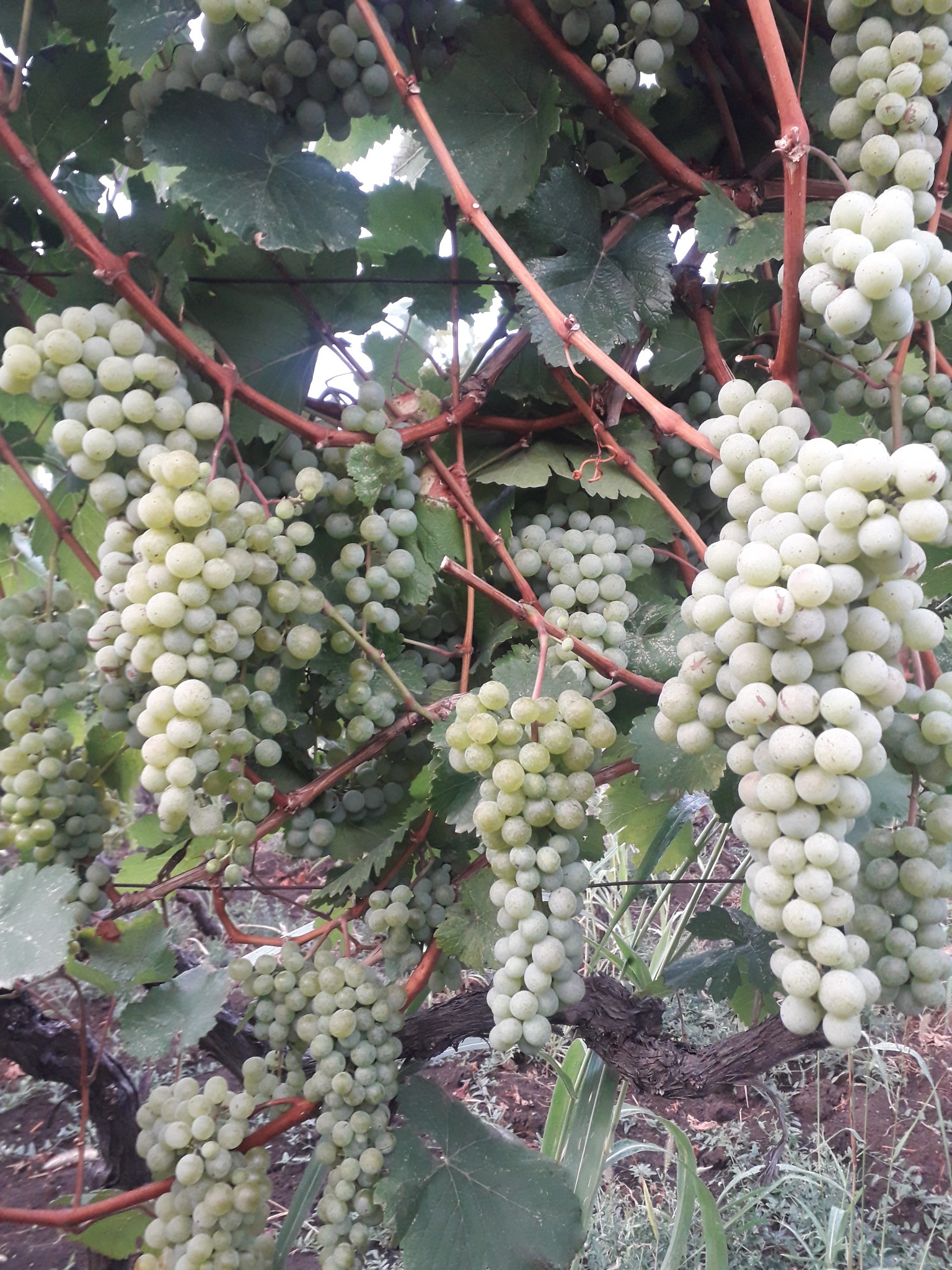 ყურძენი, ვაზი