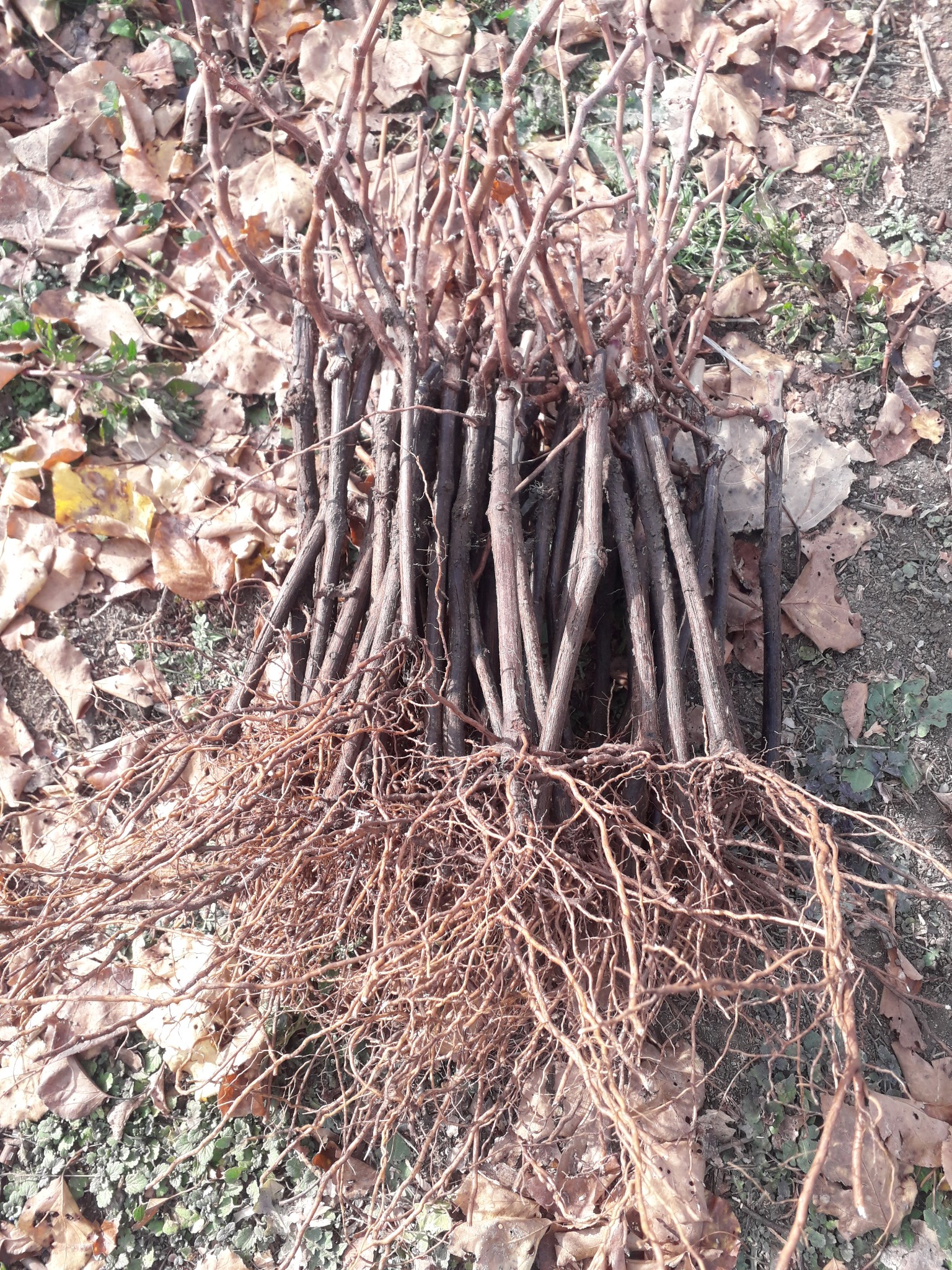 ყურძენი, ვაზი