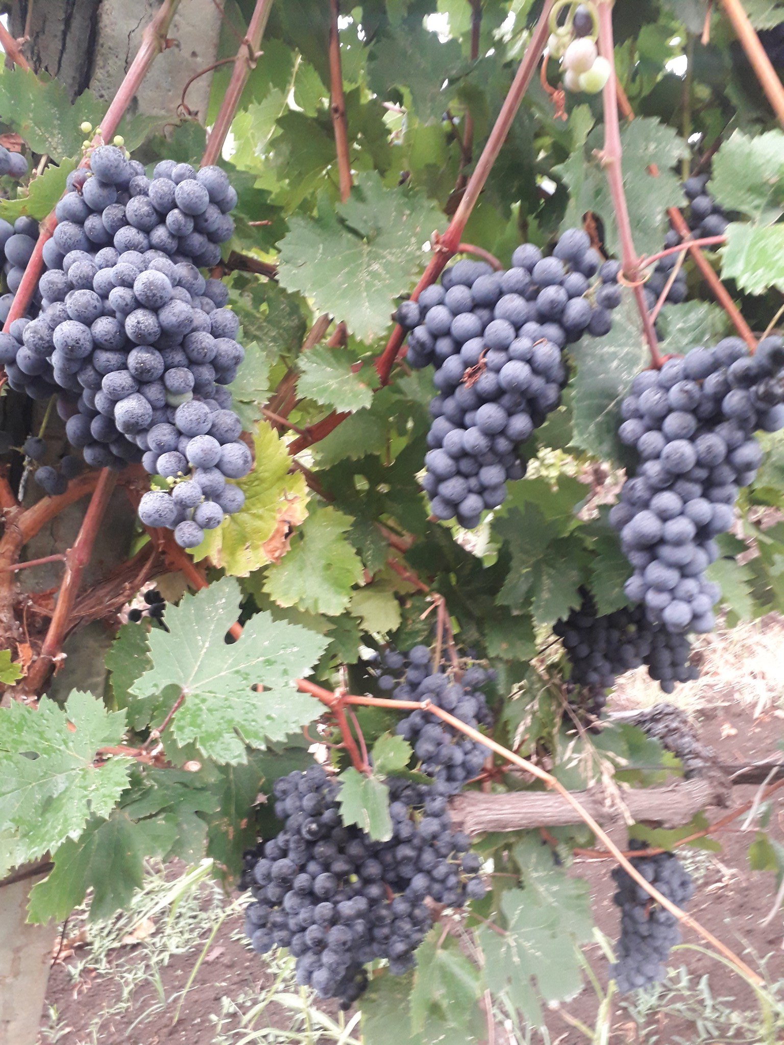 ყურძენი, ვაზი