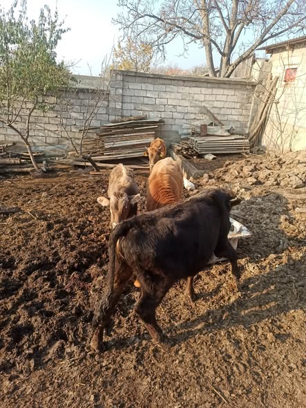 მოზვერი