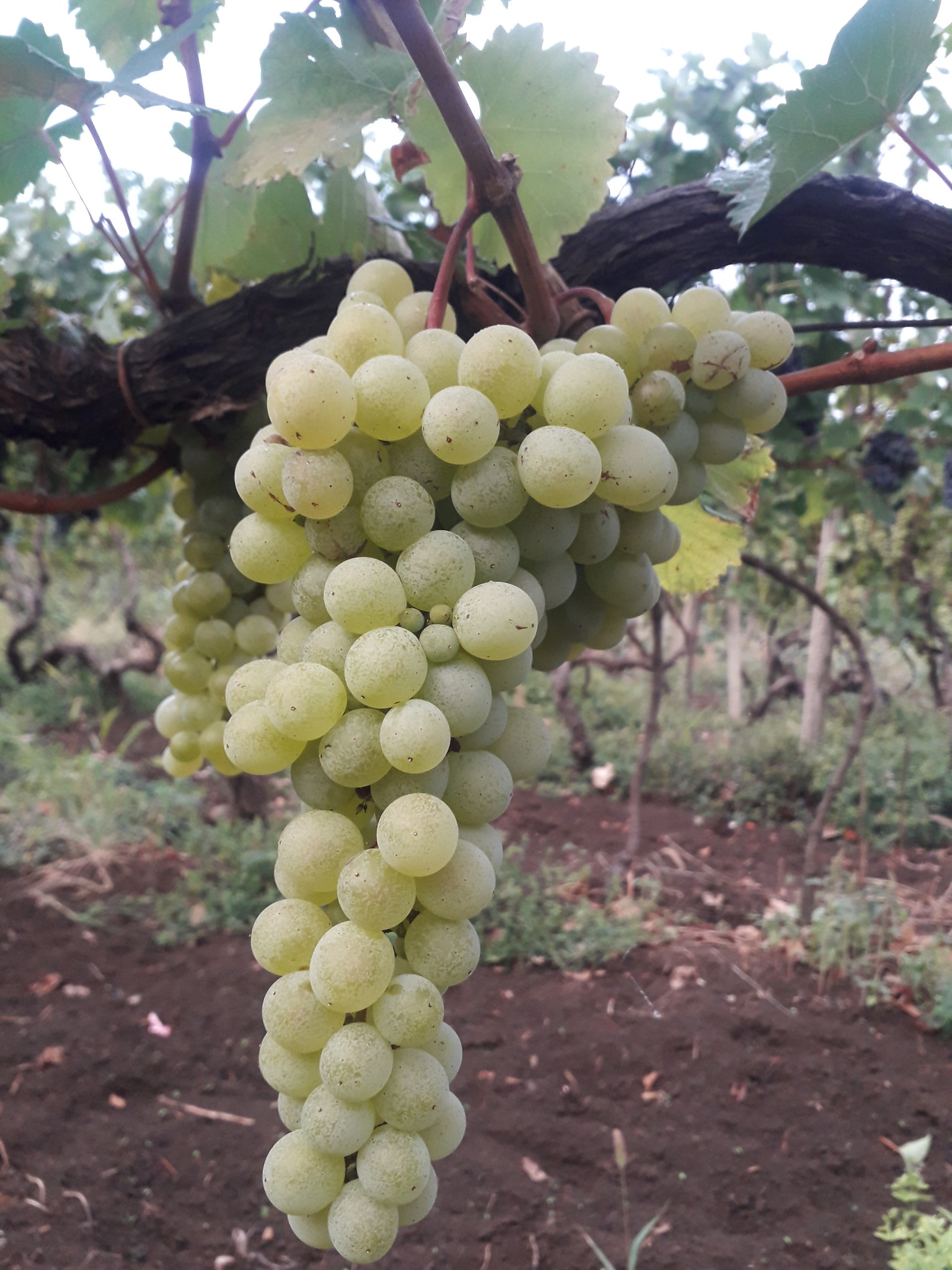 ყურძენი, ვაზი