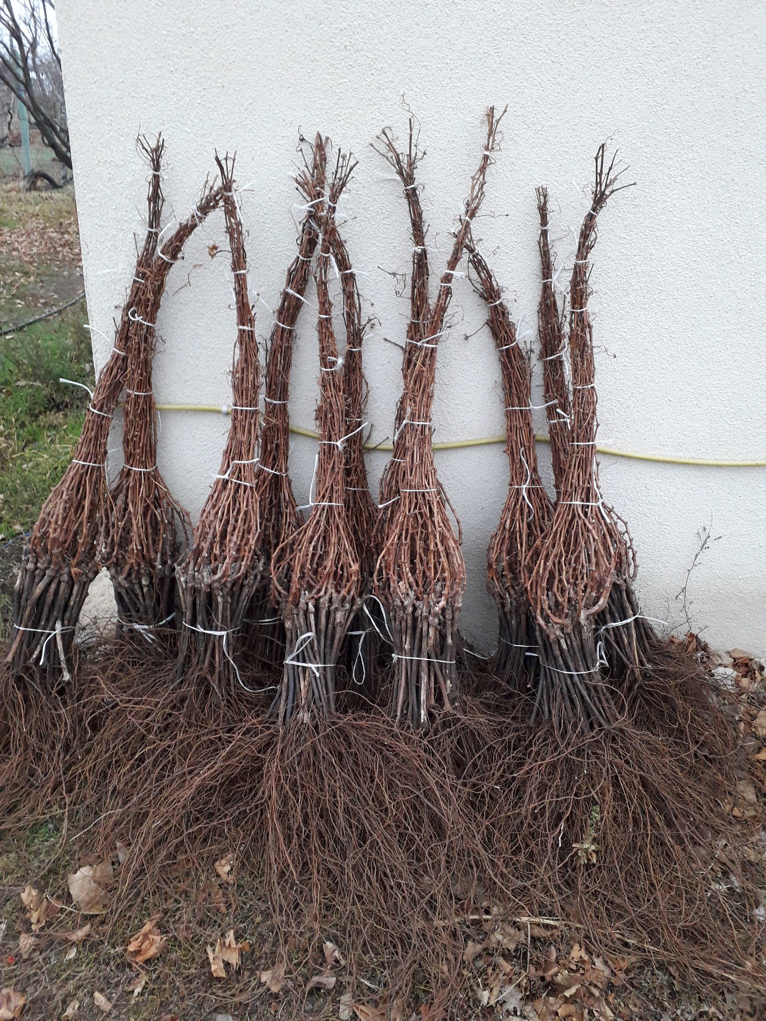 ყურძენი, ვაზი