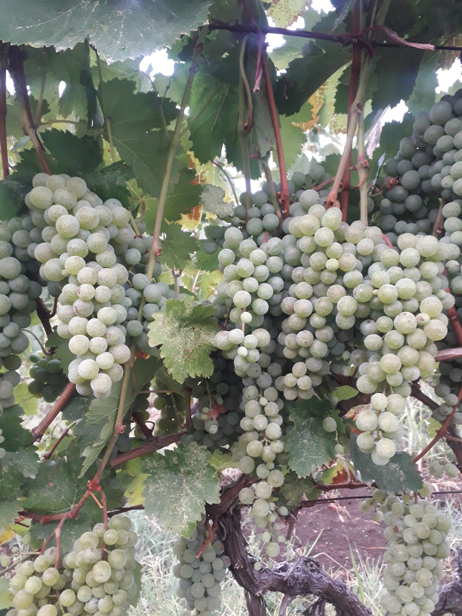 ყურძენი, ვაზი