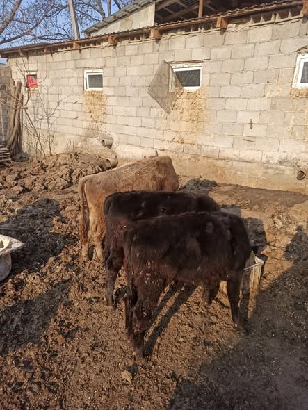 მოზვერი