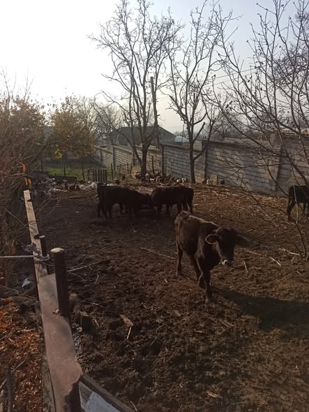 მოზვერი