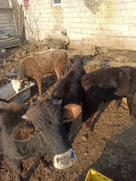 მოზვერი