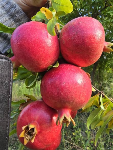 ბროწეულის ნერგები