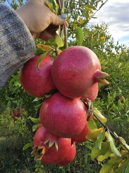 ბროწეულის ნერგები