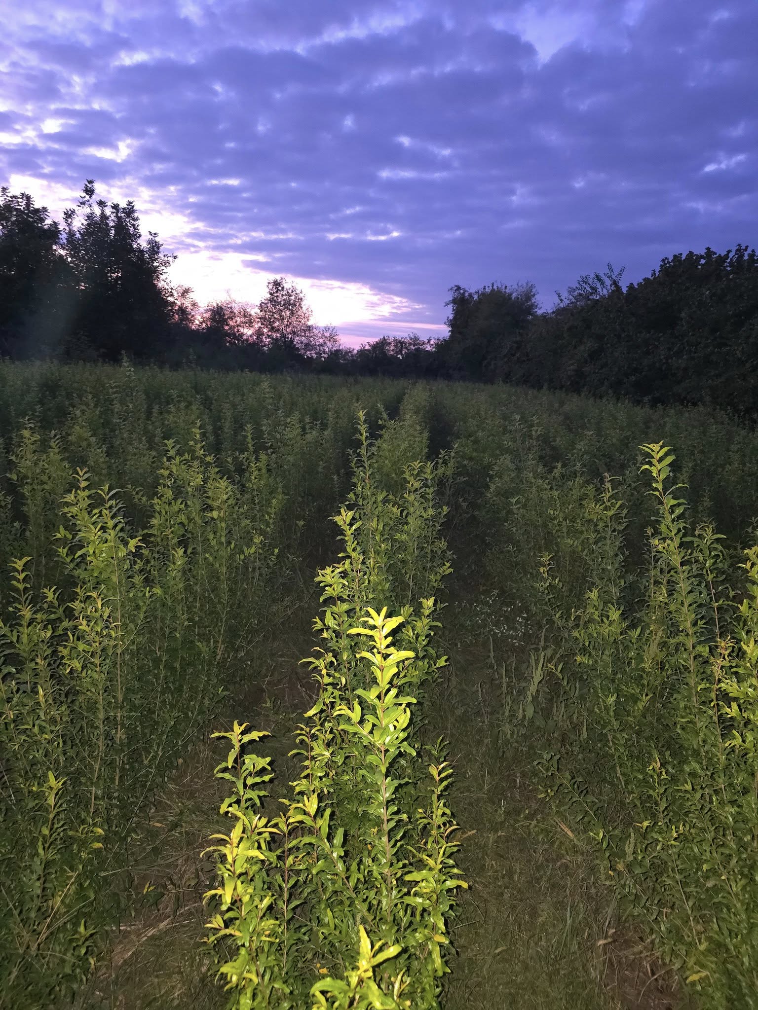 ბროწეულის ნერგები