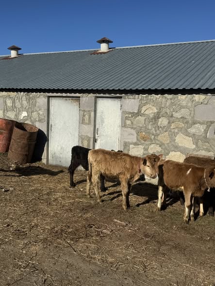 მოზვერი