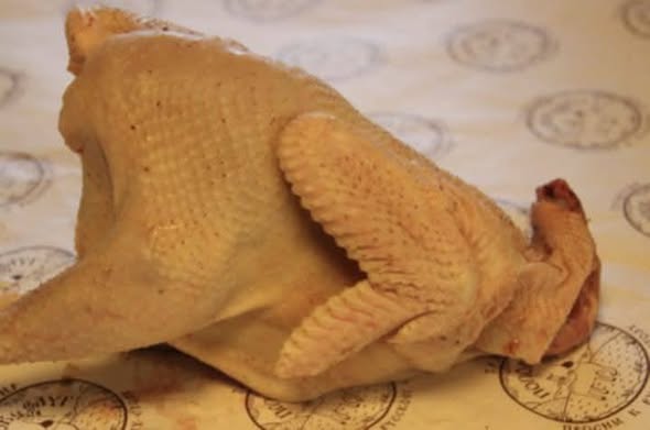 სოფლის ქათამი