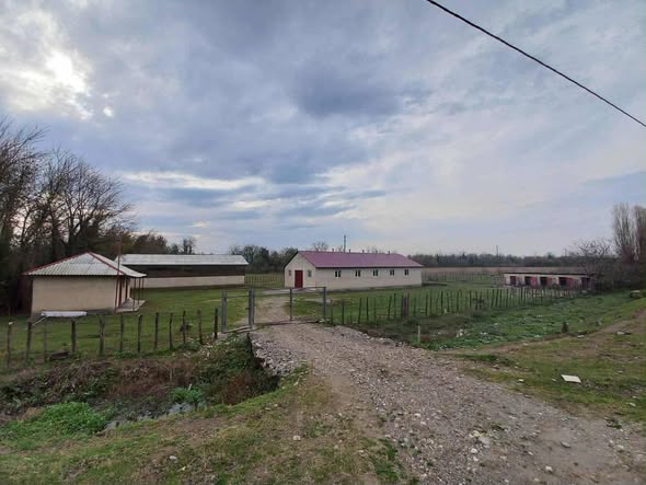 მესაქონლეობის ფერმა