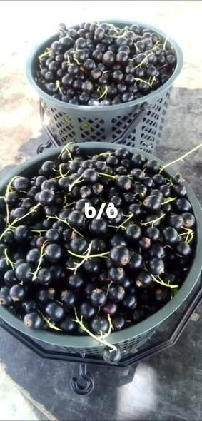 შავი მოცხარის