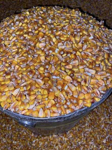 სიმინდი