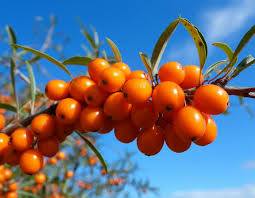 ქაცვის ნერგები