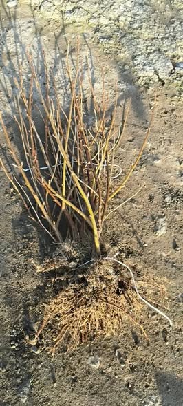 შავი მოცხარის