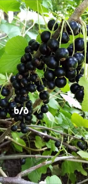 შავი მოცხარის