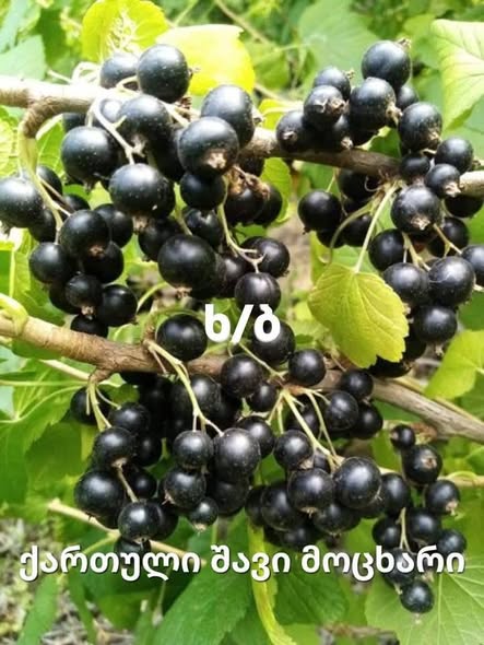 შავი მოცხარის