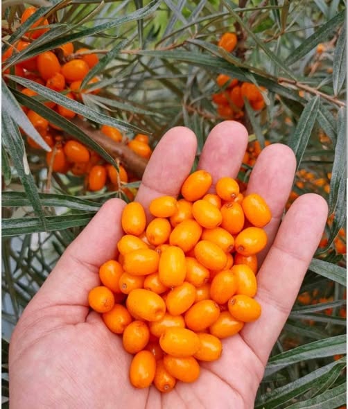 ქაცვის ნერგები