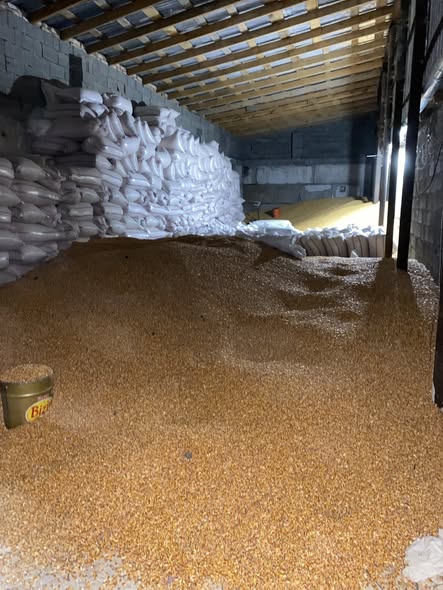 სიმინდი