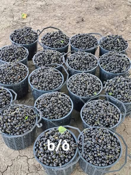 შავი მოცხარის