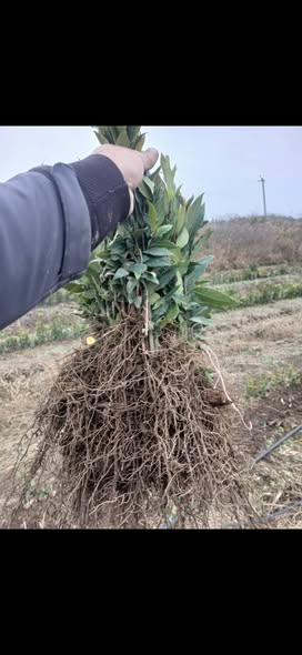 დაფნის ნერგები