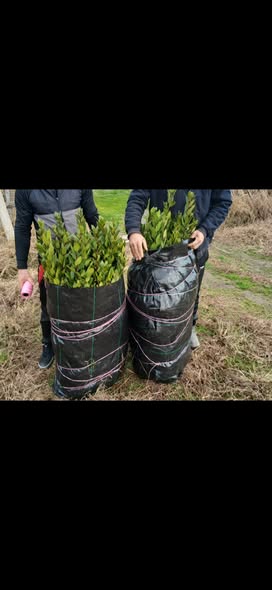 დაფნის ნერგები