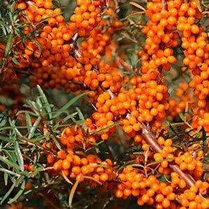 ქაცვის ნერგები