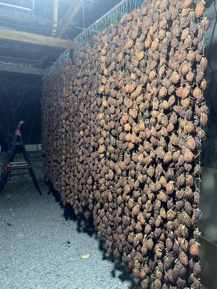 ხურმის ჩირი