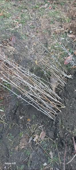 ქაცვის ნერგები